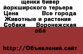 щенки бивер йоркширского терьера › Цена ­ 8 000 - Все города Животные и растения » Собаки   . Воронежская обл.